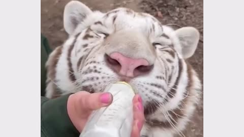 Adorable White Tiger Cub Enjoying a Bottle of Milk