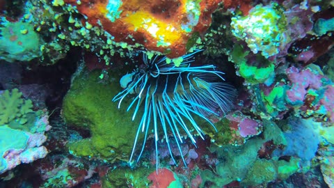 Red Sea SCUBA Diving - Lionfish part deux