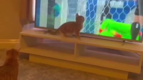 Cat playing footbal in world cup Qatar 2022 #viral #funnycatvideo #cat video