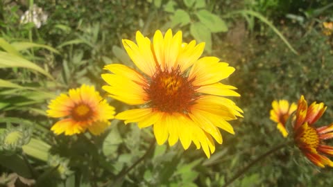 Gaillardia flower of summer