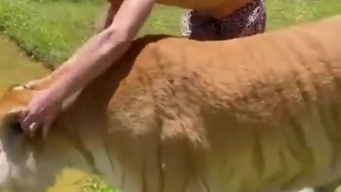 Animal funny video