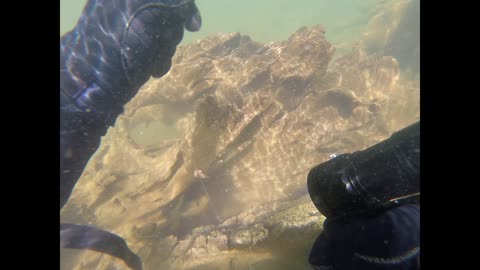 Creepy Stump Exploration at Lake Almanor