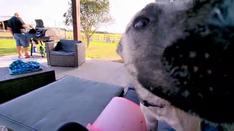 Rescue dog with mysterious past has plastic bucket as favorite toy