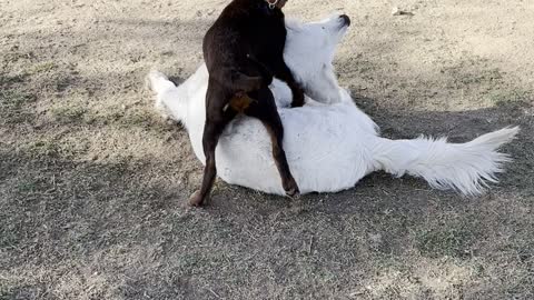 Puppy and Lab wrestle at Dog