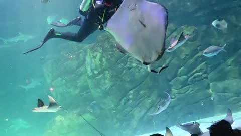 Diving with Stingrays at Ripleys Aquarium Canada