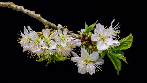 Manuka flowers New Zealand blossoming