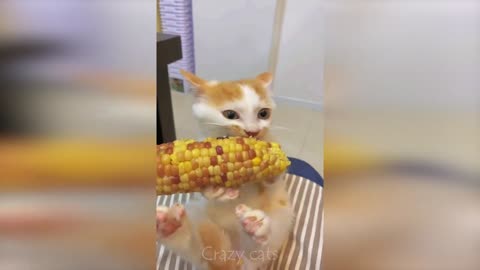 Cute and funny cats 😻 / funny animal videos 😹 / top 2023