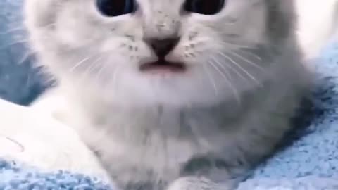 cute baby kitten sound 🤗🤗🤗