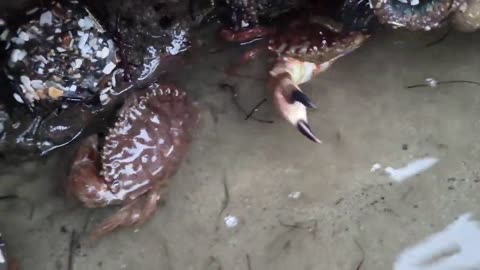 Angry crabs 🦀 tide pools fighting