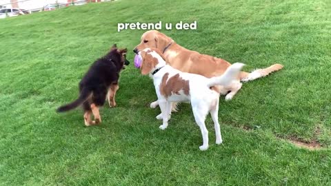 Golden Retriever Doesn't Want to Share His Toy with