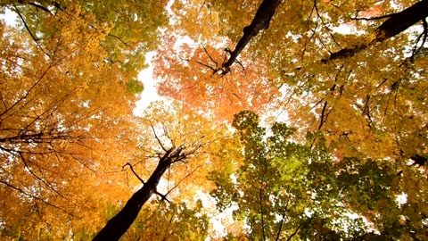 The beauty of autumn trees landscapes