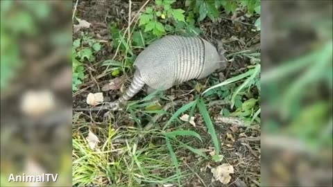 Cute Armadillo #shorts #shortvideo #video #virals #videoviral