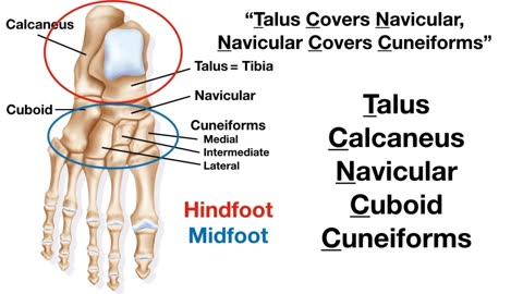 Foot & Ankle Bone Anatomy Mnemonic [Tarsal Bone Names]