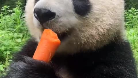 panda