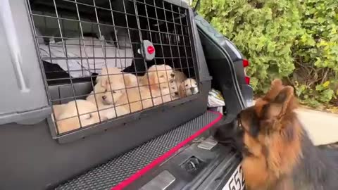 German Shepherd Meets Puppies for The First Time