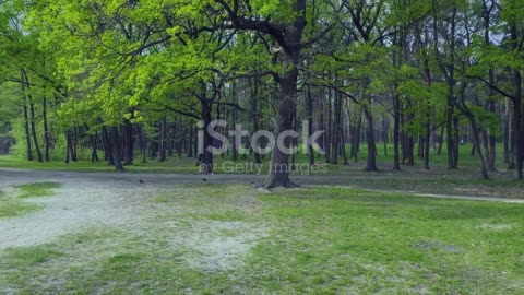 The Tale of Two Trees: A Grandfather's Lesson on Success