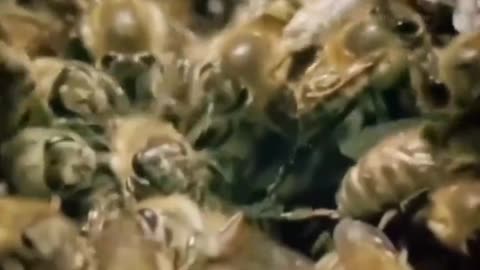 A group of bees take revenge on a giant hornet for eating one of them. #WWG1WGA