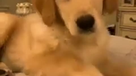 Funniest Dog Videos