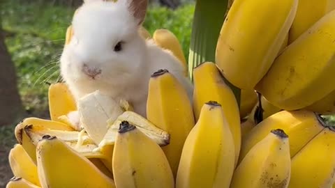 Funny Rabbit is eating Banana | cute rabbit | Funny video | Funny pets