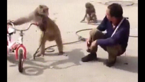 Funny Monkey - cute and funny monkey