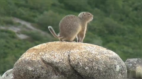 Arctic Ground Squirrel Playing On Rock Squirrel