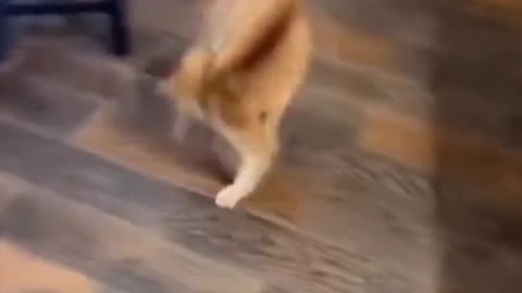 Funniest Animals Videos🐶 - Best Cats😂 and Dogs 😹Videos 2022!