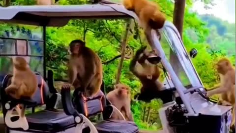 #very funny monkey # cute monkey comady#funny comady#try to not lough