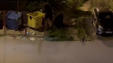 In Romania bears are entering the city every day