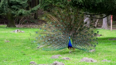 Peacock Displaying His Eye-Spotted Tail