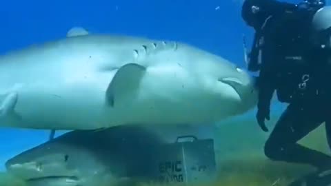 Shark Attacks On Ship Rumble Video