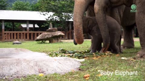 baby elephant