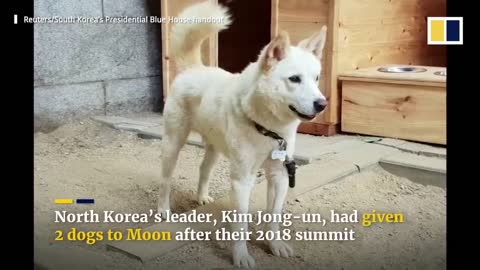 Former South Korean leader Moon Jae-in to give up dogs given by Kim Jong-un