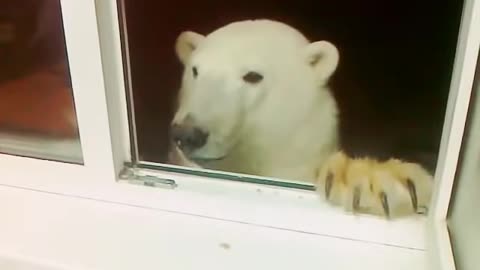 Bear asking for Food