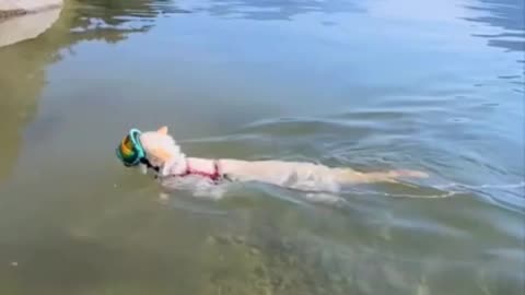 Cat Enjoys Swimming at His Favourite Lake