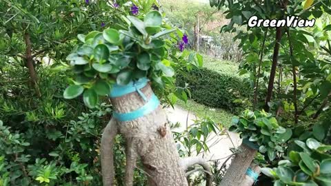 Bonsai Ficus at Garden near of the Streets