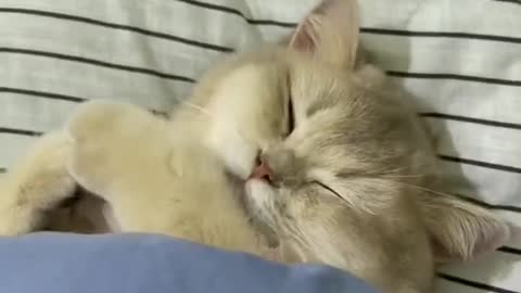 Sleeping cat is adorable