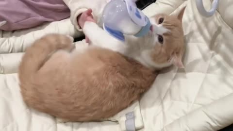 Sweet Moment Between Cat and Baby - Adorable!