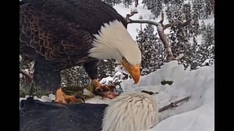 BIG BEAR BALD EAGLE