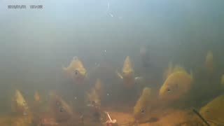 Bluegill catch filmed underwater