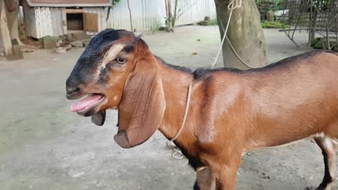 My Cute Red Goat Real Sound Loudly _ Goat Screaming Loudly At Our Home