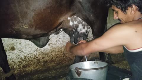 how to milk a cow