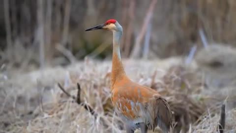 Amazing Largest Birds of the world 🌎. Birds of the rain forest