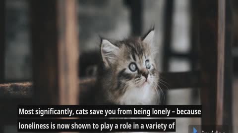 Amazing Facts About Cats