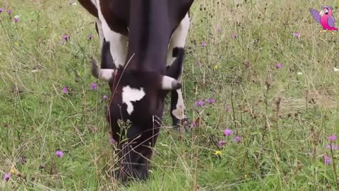 COW VIDEO 🐮🐄 COWS MOOING AND GRAZING IN A FIELD 🐄🐮