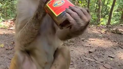 Monkey 🐒😂 funny video