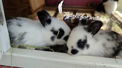 That was fast - Super Cute Rabbit Kittens day 1 - 21