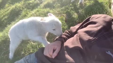 Cute Lamb Needs Attention