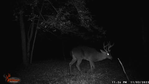 Whitetail Buck