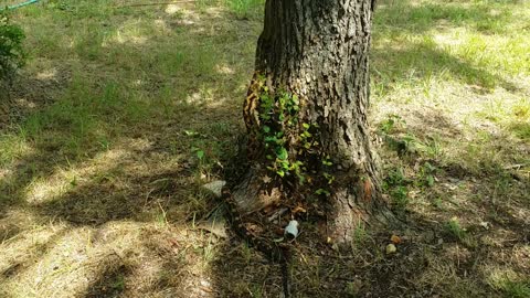 Observation - Chicken Snake Climbing a tree