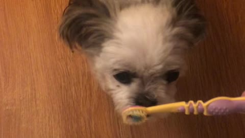 Tiny Dog Does Toothbrush Tap Dance